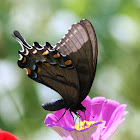 Eastern Tiger Swallowtail, Female Black Form