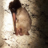 tri-colored bat