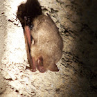 tri-colored bat