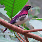 Violet- backed Starling