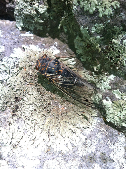 Apache Cicada