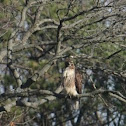 Red tailed hawk