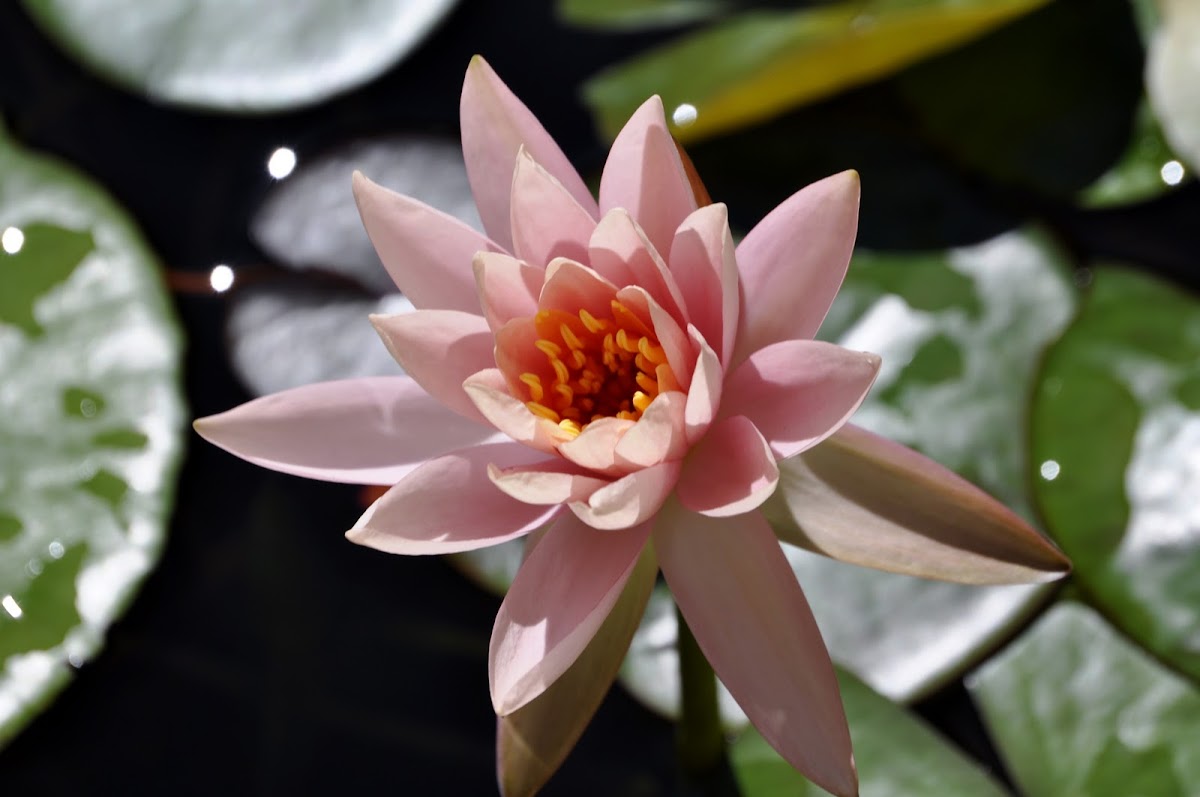 Water Lily - Lotus