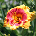 Daylily 'Brookwood Lee Causey'