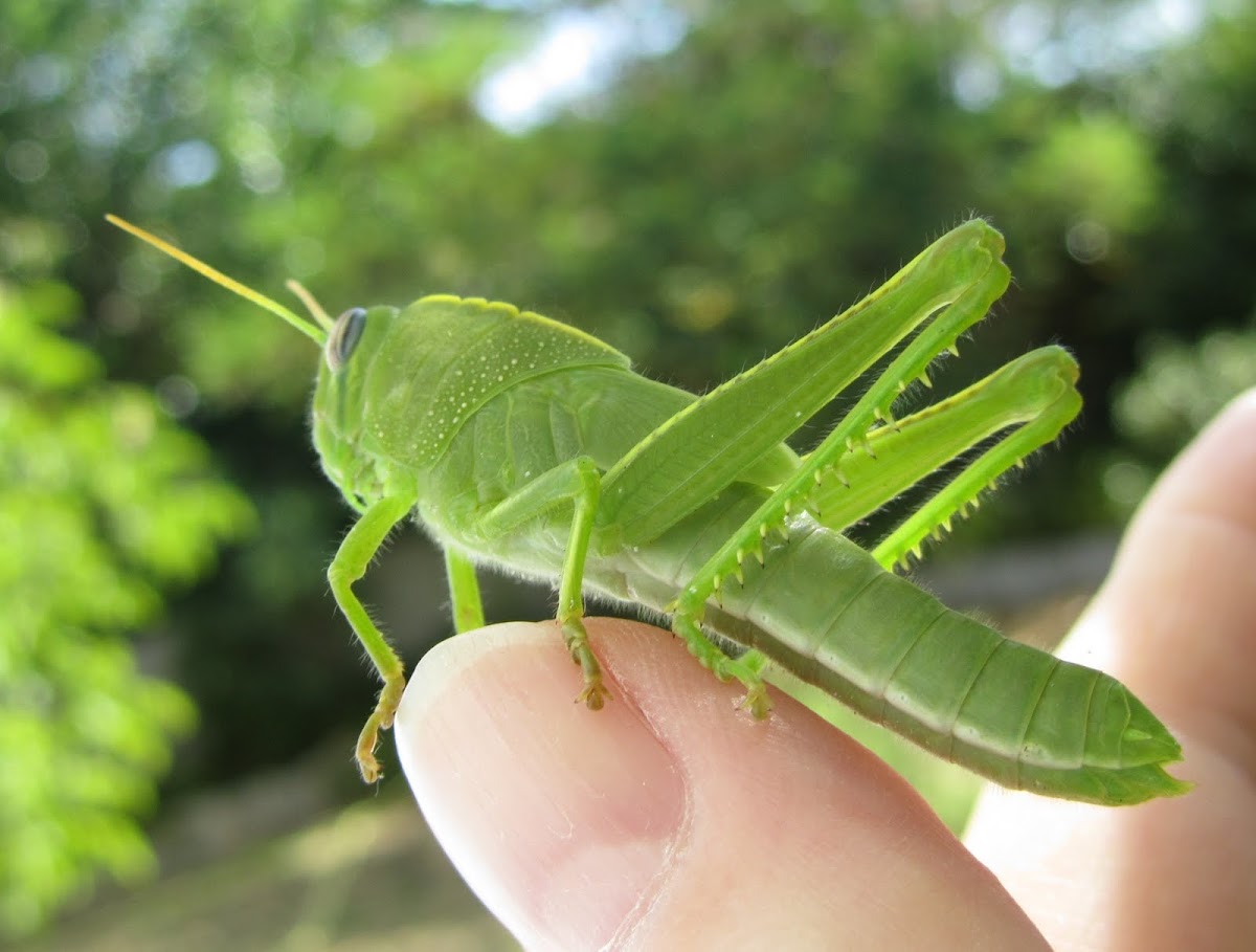 Green locust nymph