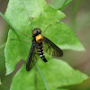 Golden-Backed Snipe Fly