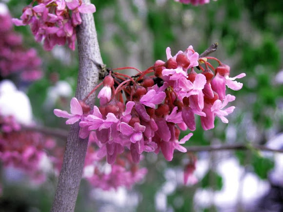 Eastern Redbud Tree
