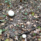 Giant puffball