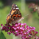 American Painted Lady Butterfly