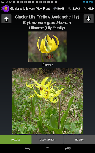 【免費書籍App】Glacier Wildflowers Intro-APP點子