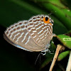 Metallic Caerulean Butterfly (Female ovipositing)