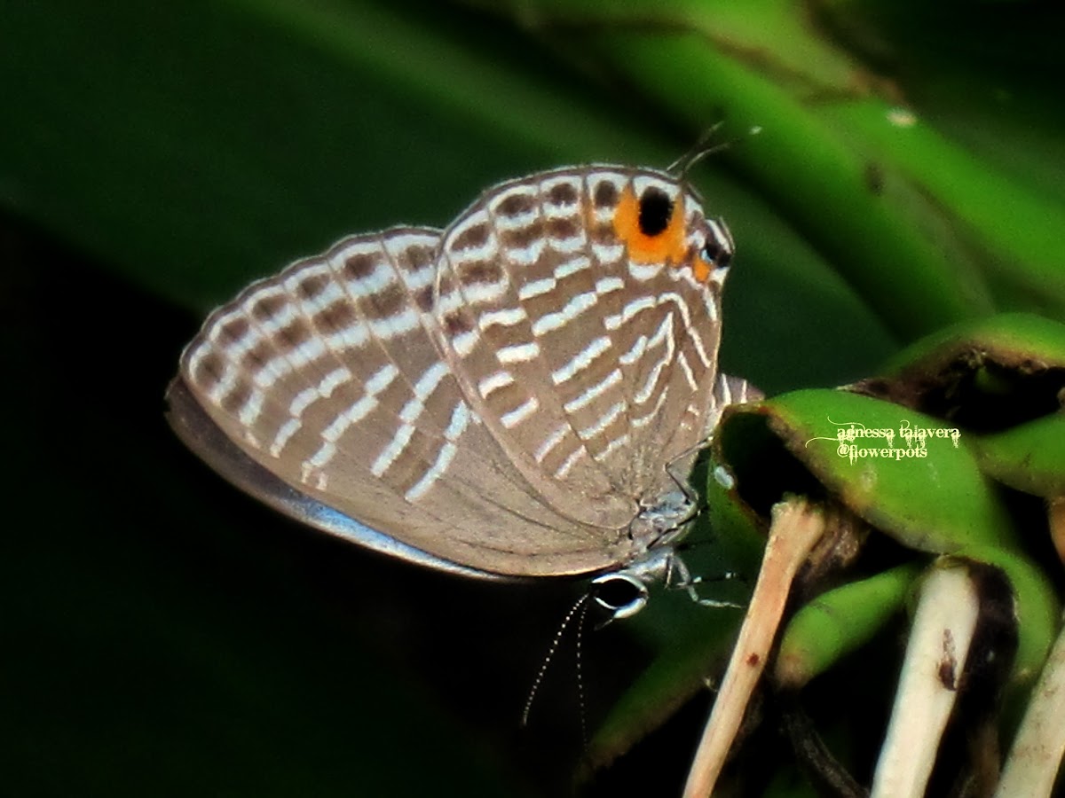Metallic Caerulean Butterfly (Female ovipositing)