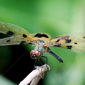 Dragon Fly by Rathin Sarkar - Animals Insects & Spiders