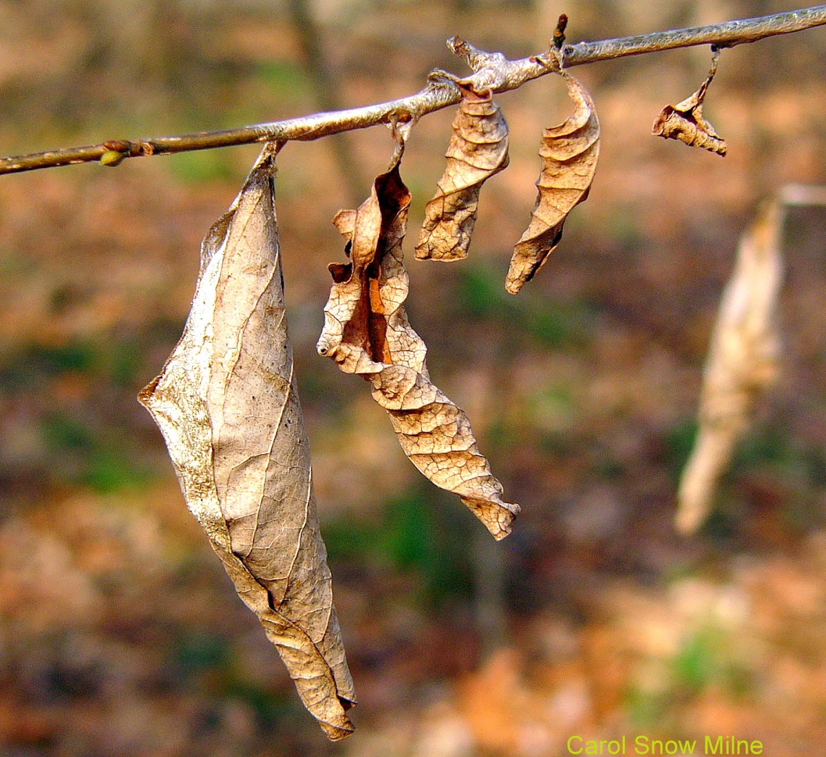Unknown Moth Cocoon