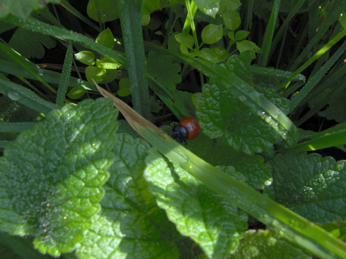 Ladybug (Coccinella)