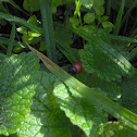Ladybug (Coccinella)