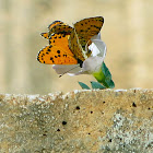 Spotted Fritillary