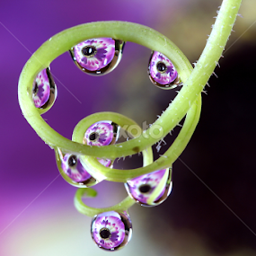 by Wahyudi Barasila - Nature Up Close Natural Waterdrops