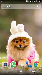 Cute Little Puppies Wallpapers Screenshots 18