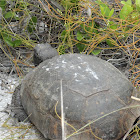 Gopher Tortoise