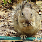 California Ground Squirrel