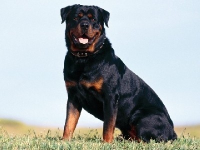 Rottwailer