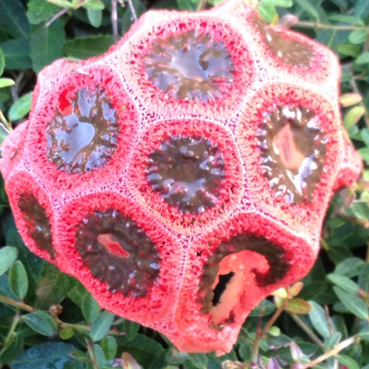 Stinkhorn