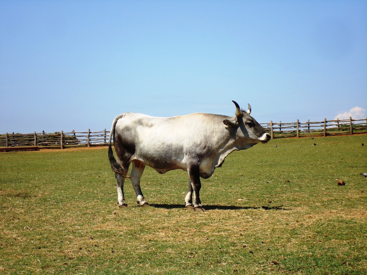 Boškarin / Istrian cattle