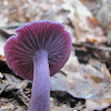 Amethyst Deceiver