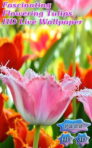 【免費個人化App】3D Fascinating Tulips Free-APP點子