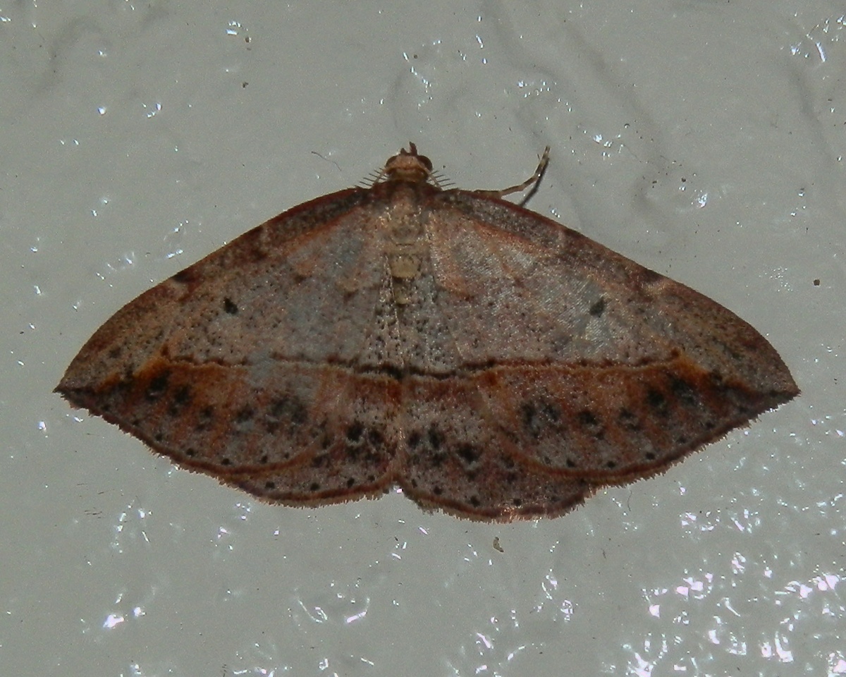 Forest Heath Moth