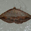 Forest Heath Moth