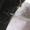 Marbled Cellar Spider