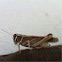 Brown Grasshopper 