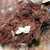 Chocolate Tube Slime Mold