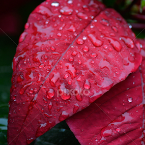 Crimson Leaves I by Dickon Thompson - Nature Up Close Leaves & Grasses