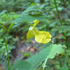Yellow Jewelweed