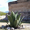 Maguey, agave