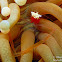 Mushroom Coral Ghost Shrimp