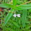 Flat-Top Mille Graines ,Diamond Flower