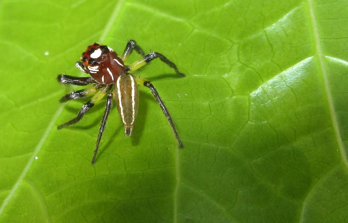 Thiodina sylvana (jumping spider)