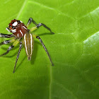 Thiodina sylvana (jumping spider)