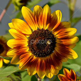 Sunflower by Carl Testo - Flowers Single Flower