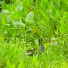 Common Moorhen