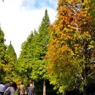 菁芳園 Tenway Garden／花園餐廳／落羽松