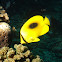 Oval Spot Butterflyfish