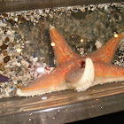 American starfish