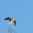 White Tailed Kite ( Juvenile)
