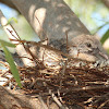 Laughing Dove (Immature in the nest)