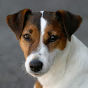 Parson Jack Russell Terrier